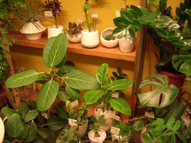 画像: 観葉植物、入荷！！